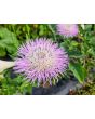 Basket Flower 'Pink' Seeds (Certified Organic)