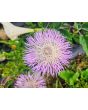 Basket Flower 'Pink' Seeds (Certified Organic)