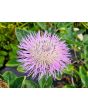 Basket Flower 'Pink' Seeds (Certified Organic)