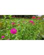 Zinnia 'Purple Prince' Seeds (Certified Organic)