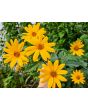 Jerusalem Artichoke AKA Sunchoke Tubers (Certified Organic) 