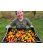 Sweet Pepper ‘Mini Bell Mix’ Seeds (Certified Organic)