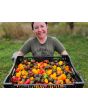 Sweet Pepper ‘Mini Chocolate Bell’ Seeds (Certified Organic)