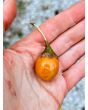 Kangaroo Apple Seeds (Certified Organic)