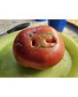 Tomato 'Aunt Lou's Underground Railroad' Seeds (Certified Organic)