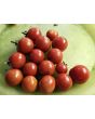 Tomato 'Supersweet 100 F2' Seeds (Certified Organic)