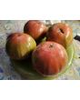 Tomato 'Flathead Monster Pink' Seeds (Certified Organic)