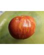 Tomato 'Tigerella' Seeds (Certified Organic)