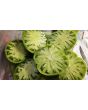 Tomato 'Green Giant' Seeds (Certified Organic)