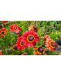 Red Tricolor Daisy Seeds (Certified Organic)
