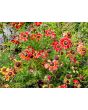 Red Tricolor Daisy Seeds (Certified Organic)