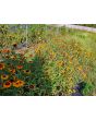 Zinnia 'Aztec Sunset Mix' Seeds (Certified Organic)