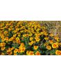 Marigold 'Jaguar' Seeds (Certified Organic)