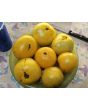 Tomato 'Manyel' Seeds (Certified Organic)