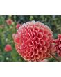 Dahlia 'Cornel Bronze' Tubers - Shipping 2025 Spring - Harvested on our Farm - USDA Certified Organic