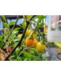 Kangaroo Apple Seeds (Certified Organic)
