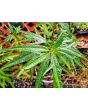 Kangaroo Apple Seeds (Certified Organic)