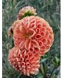 Dahlia 'Cornel Bronze' Tubers - Shipping 2025 Spring - Harvested on our Farm - USDA Certified Organic