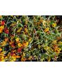 Zinnia 'Aztec Sunset Mix' Seeds (Certified Organic)