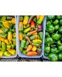 Sweet Pepper 'Lunch Box Yellow' Seeds (Certified Organic)