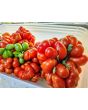 Tomato 'Reisetomate' Seeds (Certified Organic) 