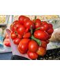 Tomato 'Reisetomate' Seeds (Certified Organic) 