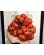 Tomato 'Reisetomate' Seeds (Certified Organic) 