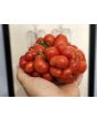 Tomato 'Reisetomate' Seeds (Certified Organic) 