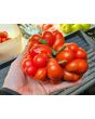 Tomato 'Reisetomate' Seeds (Certified Organic) 