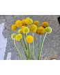 Sunball Craspedia 'Yellow Drumstick' Seeds (Certified Organic)