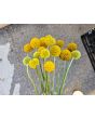 Sunball Craspedia 'Yellow Drumstick' Seeds (Certified Organic)