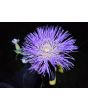 Basket Flower 'Pink' Seeds (Certified Organic)