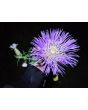 Basket Flower 'Pink' Seeds (Certified Organic)