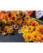 Zinnia 'Aztec Sunset Mix' Seeds (Certified Organic)