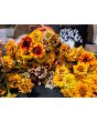 Zinnia 'Aztec Sunset Mix' Seeds (Certified Organic)