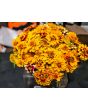 Zinnia 'Aztec Sunset Mix' Seeds (Certified Organic)