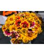 Zinnia 'Aztec Sunset Mix' Seeds (Certified Organic)