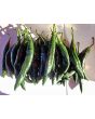 Hot Pepper ‘Pasilla Bajio’ AKA 'Chilaca' Seeds (Certified Organic)