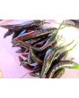Hot Pepper ‘Pasilla Bajio’ AKA 'Chilaca' Seeds (Certified Organic)