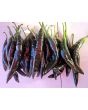 Hot Pepper ‘Pasilla Bajio’ AKA 'Chilaca' Seeds (Certified Organic)