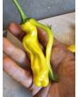 Hot Pepper ‘Yellow Peter’ Seeds (Certified Organic)