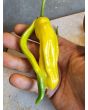 Hot Pepper ‘Yellow Peter’ Seeds (Certified Organic)