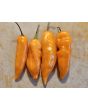 Hot Pepper 'Lemon Drop Orange' Seeds (Certified Organic)