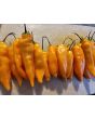 Hot Pepper 'Lemon Drop Orange' Seeds (Certified Organic)