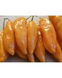 Hot Pepper 'Lemon Drop Orange' Seeds (Certified Organic)