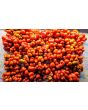 Tomato 'Reisetomate' Seeds (Certified Organic) 