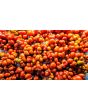 Tomato 'Reisetomate' Seeds (Certified Organic) 