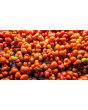 Tomato 'Reisetomate' Seeds (Certified Organic) 
