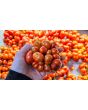Tomato 'Reisetomate' Seeds (Certified Organic) 