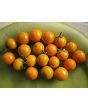 Tomato 'Small Orange Cherry RD' Seeds (Certified Organic)